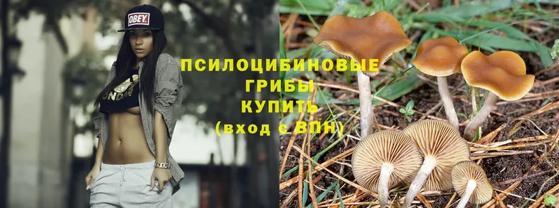 наркота  Данилов  Псилоцибиновые грибы MAGIC MUSHROOMS 